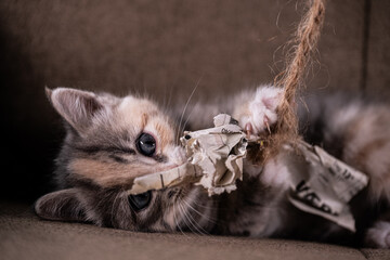 Cute kitten playing with paper on a string. - obrazy, fototapety, plakaty