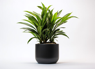 Black pot with green plant on a white background
