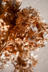 Closeup wallpaper of branch dried hydrangea flowers with sunlight. Autumn season natural background concept. Soft selective focus