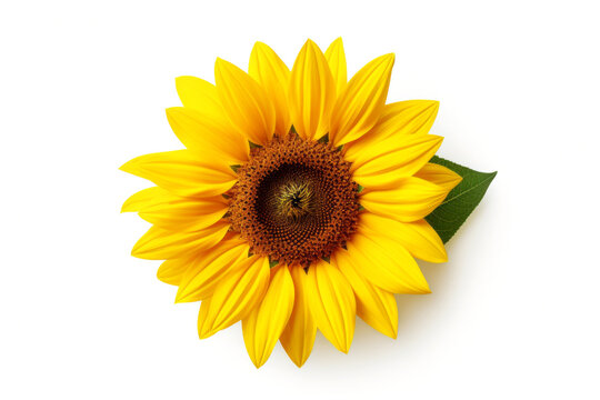 Beautiful yellow sunflower flower isolated on white background, top view.generative ai
