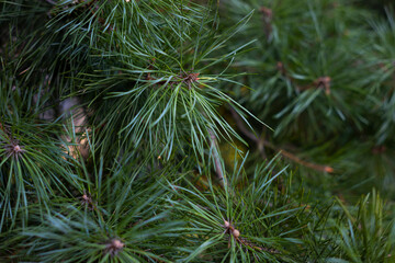 Fototapeta na wymiar Pine Needle branch detail
