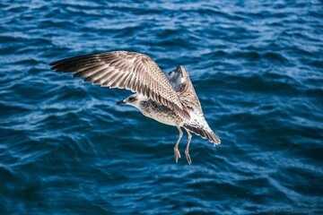 Image of a flying seagull