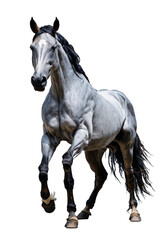 Obraz premium White horse, Transparent background