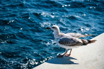 seagull on the beach