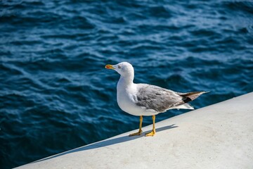 seagull on the beach