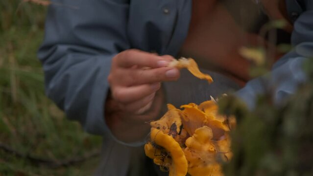 Woman foraging wild chanterelles in the woods, Scotland, UK