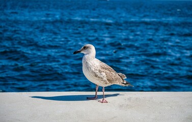 close-up photo of a seagull by the sea