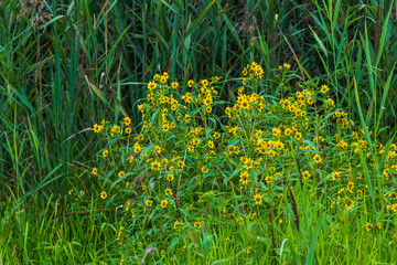 Concept shot of the field with wild flowers. Nature