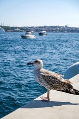 close-up photo of a seagull by the sea