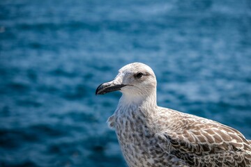 close-up photo of a seagull by the sea