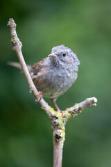 Dunnock (Prunella modularis) in early Autumn. Perched on a y-shaped,bare branch with a natural green foliage background - Yorkshire, UK in September