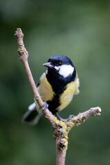 Colourful Great Tit (Parus major) perched on a bare branch - Yorkshire, UK in September