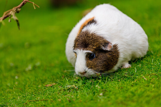 White-brown domestic guinea pig