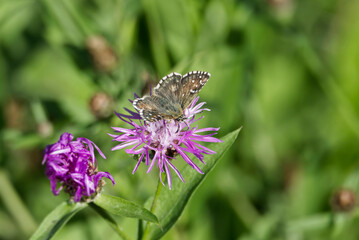Grizzled Skipper (Pyrgus malvae) butterfly sitting on a pink flower in Zurich, Switzerland