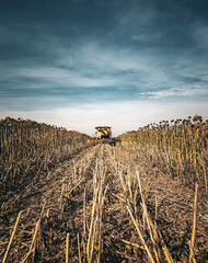 combine harvesting sunflower 