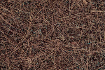 Background of fallen dry pine needles