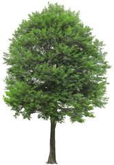 Tree on transparent background, real tree green leaf png file