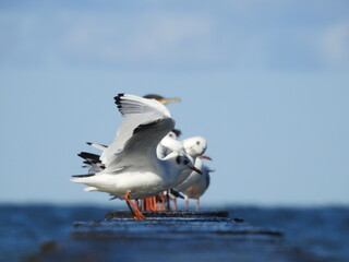 seagulls on the cutwater