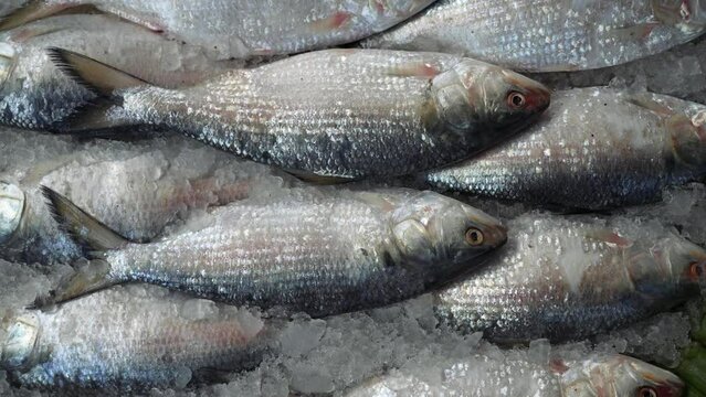 Frozen fresh hilsa fish at market. Hilsa, also known as ilish, is a popular and delicious fish in South Asia. It is a good source of protein, omega-3 fatty acids, and vitamins and minerals.
