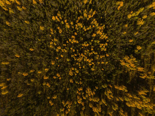 Golden Autumn in Wisconsin