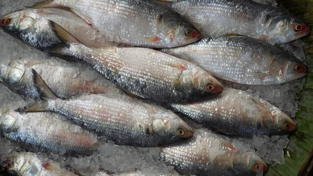 Frozen fresh hilsa fish at market. Hilsa, also known as ilish, is a popular and delicious fish in South Asia. It is a good source of protein, omega-3 fatty acids, and vitamins and minerals.