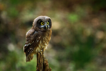 Owl chick in forest. Juvenile boreal owl, Aegolius funereus, perched on branch, watching surroundings. Typical small owl with big yellow eyes in summer nature. Adorable tengmalm's owl. Breeding season
