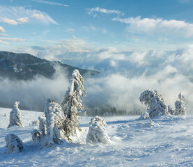 Icy snowy fir trees on winter morning mountain slope in cloudy weather .
