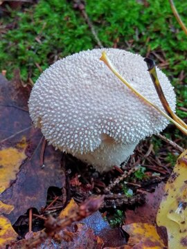 One single young Lycoperdon echinatum fungi fungus mushroom growing among green moss and fallen leaves 