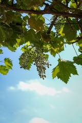 bunches of grapes on vine branch