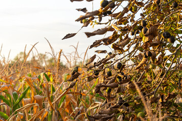 Brown green corn (Zea Mays) and walnut (Juglans) tree with dry brown leaves in autumn