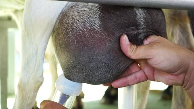 Efficient Milking, Closeup of Sustainable Agriculture with Machine-Milked Goats