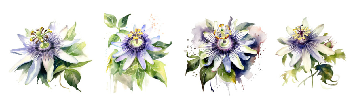 Watercolor tropical flowers white passiflora set. Generative AI