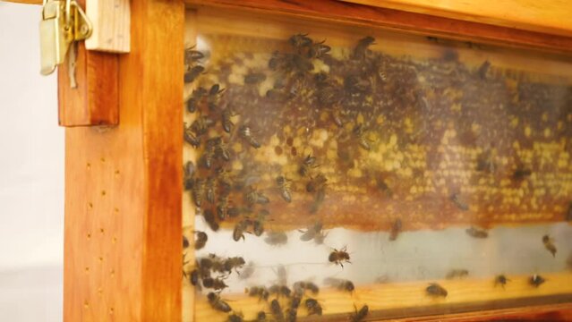 Bee hives in a glass case watches how honey is created inside a honeycomb 