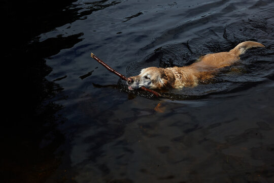 Dog with a stick swimming in dark water.