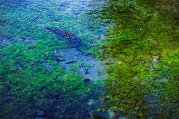 trout swimming in water