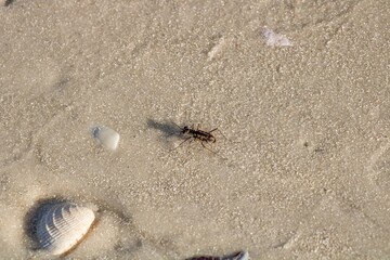 Fototapeta na wymiar beetle on the beach