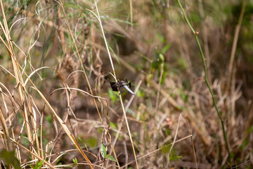 Male Common Whitetail Skimmer