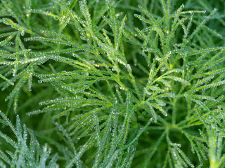 dewy leaves in the garden