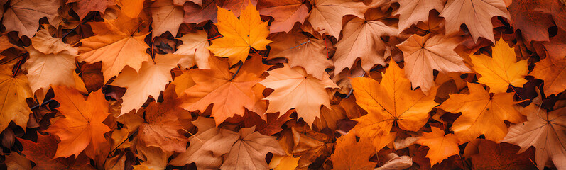 Naklejka na ściany i meble Background of orange and yellow autumn leaves.