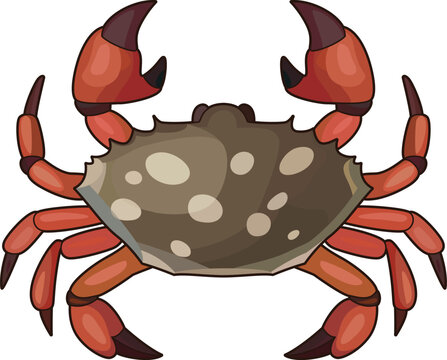 Spotted Crab cartoon vector illustration, Spotted crab with red legs and chelipeds colored and black and white line art stock vector image