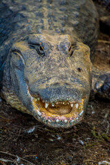 Alligator head close up teeth showing