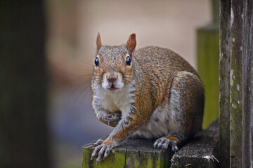 Fox Squirrel -01