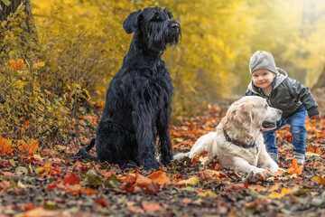Portrait of  cute little boy  posing by Golden Retriever Dog and Big Black Schnauzer Dog in the autumn park. Horizontally. 