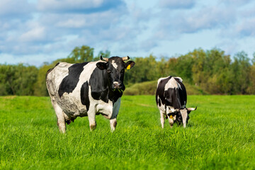 Two motley black and white cows stand in a field for grazing on a summer day