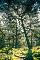 Pine forest on a summer sunny day