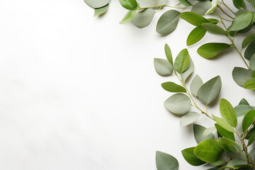 Natural green branches with leaves on empty grey background with copy space