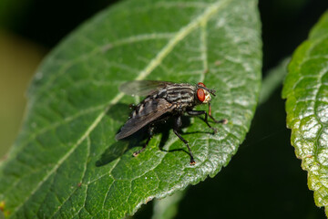 fly on leaf