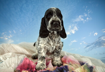 Portrait of a blue roan puppy of an English Cocker spaniel. Age 2 months. The dog is sitting,...