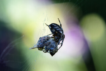 Cross Spider catching a Bumblebee