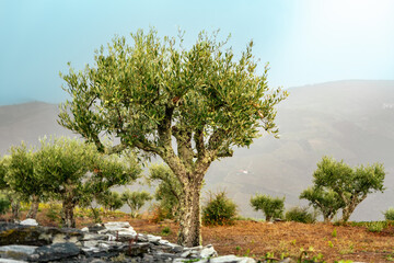 Olive trees at sunset on the mountain. n Douro valley near Pinhao village, heritage of humanity	 - obrazy, fototapety, plakaty